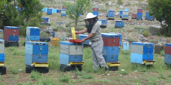 συλλογή γύρης Αρκαδικό Μέλι